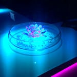 Paradise Club Naturist Spa